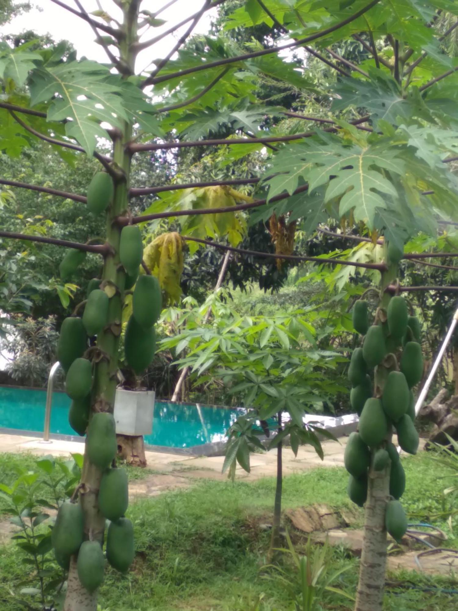 ホテル Vimanra Udawalawa ウダワラウェ エクステリア 写真