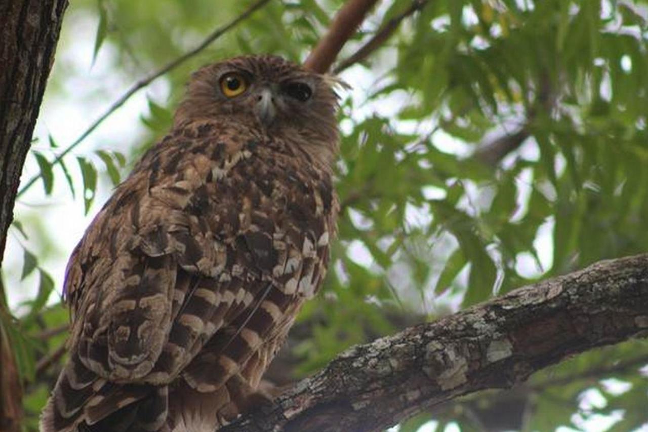 ホテル Vimanra Udawalawa ウダワラウェ エクステリア 写真