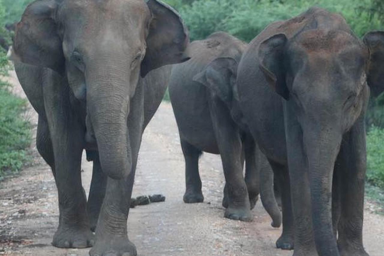 ホテル Vimanra Udawalawa ウダワラウェ エクステリア 写真